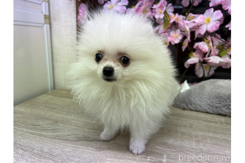 成約済の大阪府のポメラニアン-298918の6枚目